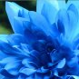 Rare Blue Dahlia Flower 100 seeds