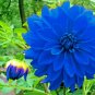 Rare Blue Dahlia Flower 100 seeds