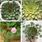 Oxalis palmifrons Bonsai Rare Flower Bonsai Perennial 200 Seeds