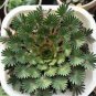 Oxalis palmifrons Bonsai Rare Flower Bonsai Perennial 200 Seeds