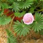 Oxalis palmifrons Bonsai Rare Flower Bonsai Perennial 200 Seeds