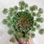 Oxalis palmifrons Bonsai Rare Flower Bonsai Perennial 200 Seeds