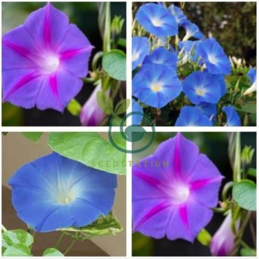 Dark Blue Japanese Morning Glory 100 seeds