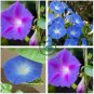 Dark Blue Japanese Morning Glory 100 seeds
