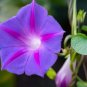 Dark Blue Japanese Morning Glory 100 seeds