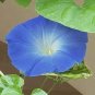 Dark Blue Japanese Morning Glory 100 seeds