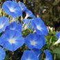 Dark Blue Japanese Morning Glory 100 seeds