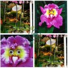 World's Rarest Baby Face Orchid Perennial Flower 200 seeds