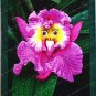 World's Rarest Baby Face Orchid Perennial Flower 200 seeds