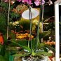 World's Rarest Baby Face Orchid Perennial Flower 200 seeds