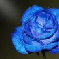 Blue Rose Fragrant Gardens Flowering Plants Strong 200 seeds