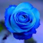 Blue Rose Fragrant Gardens Flowering Plants Strong 200 seeds