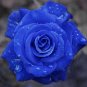 Blue Rose Fragrant Gardens Flowering Plants Strong 200 seeds