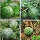 Blue Flesh Watermelon 100 seeds