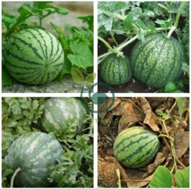 Blue Flesh Watermelon 100 seeds