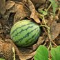 Blue Flesh Watermelon 100 seeds