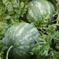 Blue Flesh Watermelon 100 seeds