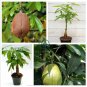 Money Tree Pachira Aquatica Malabar Chestnut 4 Seeds