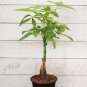 Money Tree Pachira Aquatica Malabar Chestnut 4 Seeds