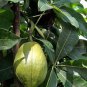 Money Tree Pachira Aquatica Malabar Chestnut 4 Seeds