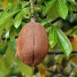 Money Tree Pachira Aquatica Malabar Chestnut 10 Seeds