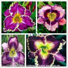 Hemerocallis Fulva Day-Lily Flower 100 seeds
