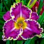 Hemerocallis Fulva Day-Lily Flower 100 seeds