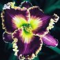 Hemerocallis Fulva Day-Lily Flower 100 seeds
