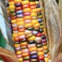Rare Heirloom Colorful Hybrid Corn 40 Seeds