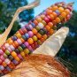 Rare Heirloom Colorful Hybrid Corn 40 Seeds