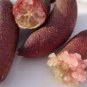Finger Lime Pomegrante Plant 20 Seeds
