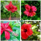 Heirloom Deep Red Hibiscus Bonsai 40 Seeds