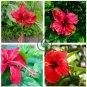 Heirloom Deep Red Hibiscus Bonsai 40 Seeds