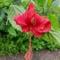 Heirloom Deep Red Hibiscus Bonsai 40 Seeds