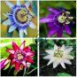 Passiflora Flowers Big Hanging Bonsai Flower 40 Seeds