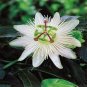 Passiflora Flowers Big Hanging Bonsai Flower 40 Seeds