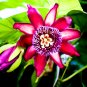 Passiflora Flowers Big Hanging Bonsai Flower 40 Seeds