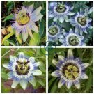 Passiflora Caerulea Blue Passion Fruit Climbing flowers 40 Seeds