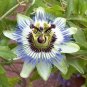 Passiflora Caerulea Blue Passion Fruit Climbing flowers 40 Seeds