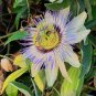 Passiflora Caerulea Blue Passion Fruit Climbing flowers 40 Seeds