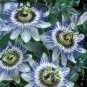 Passiflora Caerulea Blue Passion Fruit Climbing flowers 40 Seeds