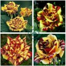 Heirloom Gannan Yellow Red Rose Shrub Flower 40 Seeds