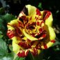Heirloom Gannan Yellow Red Rose Shrub Flower 40 Seeds