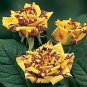 Heirloom Gannan Yellow Red Rose Shrub Flower 40 Seeds