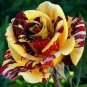 Heirloom Gannan Yellow Red Rose Shrub Flower 40 Seeds