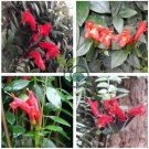 Rare Flower Lipstick Flower Garden Plants 200 Seeds