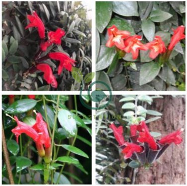 Rare Flower Lipstick Flower Garden Plants 200 Seeds