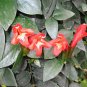 Rare Flower Lipstick Flower Garden Plants 200 Seeds