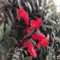 Rare Flower Lipstick Flower Garden Plants 200 Seeds