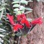 Rare Flower Lipstick Flower Garden Plants 200 Seeds